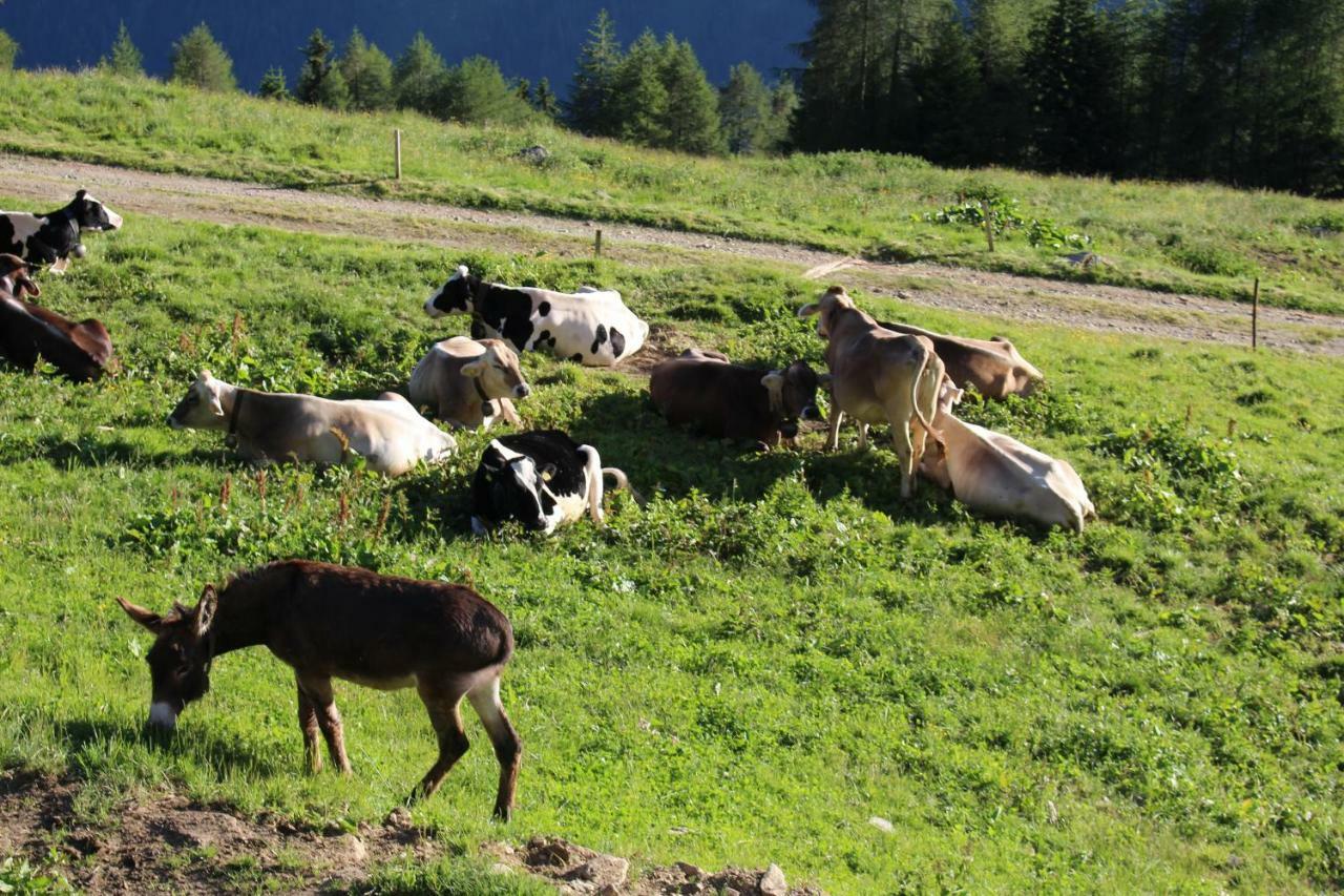 Vila Nestalp Malga Campo Peio Exteriér fotografie